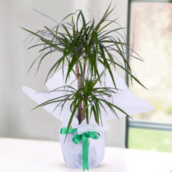  Muratlı Çiçekçiler 2 Lİ MARGİNATA DRACENA